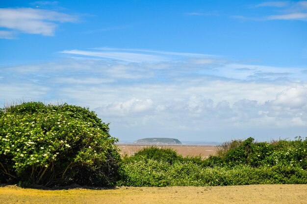 空と対照的に海の上の植物