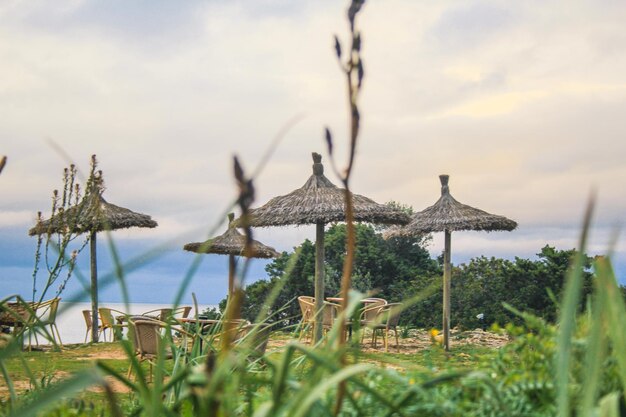 写真 空に照らされた海の植物