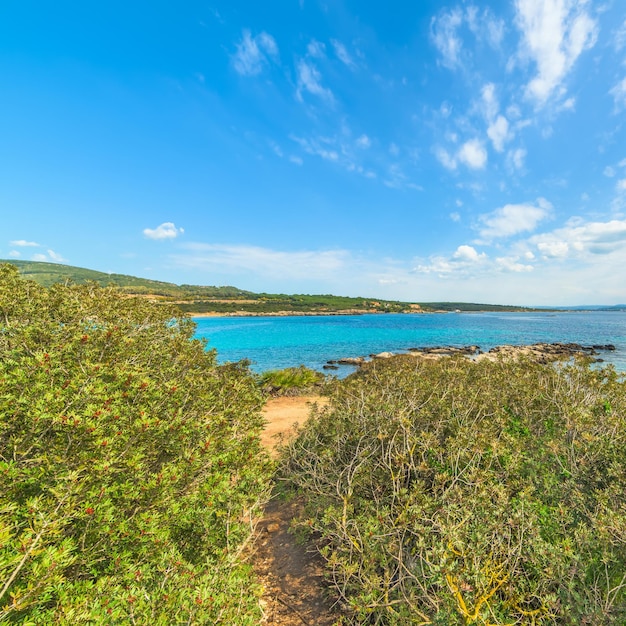 Plants by the sea in Lazzaretto beach Sardinia