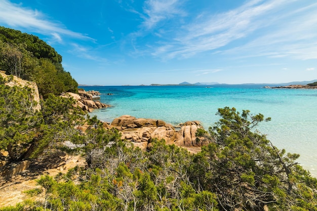 Plants by the shore in Capriccioli beach Sardinia