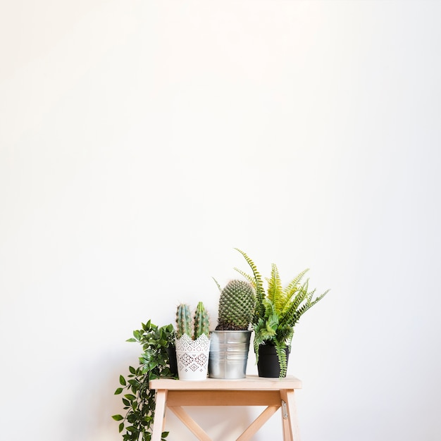 Photo plants and cactus on stool