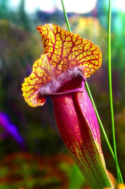 Plants carnivorous flower sarracenia exornata