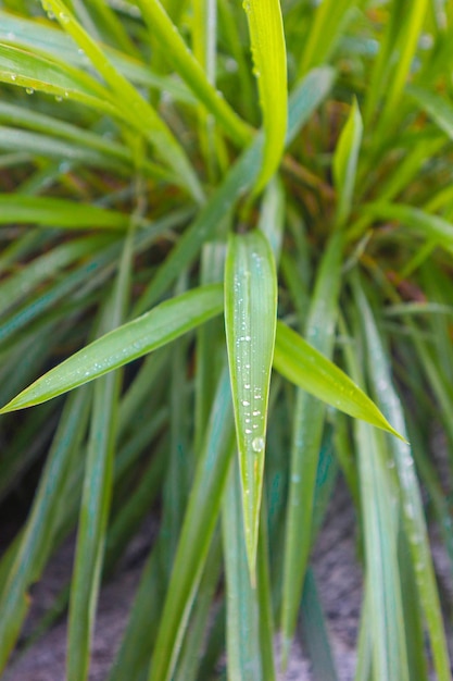 クリーバ滝の植物