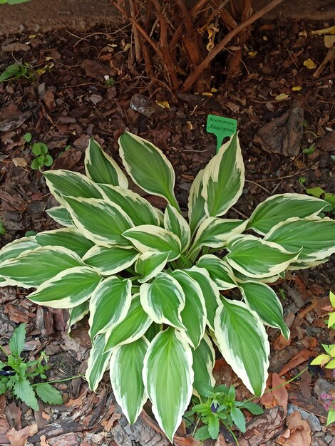 Foto varietà primaverile di piante da vicino