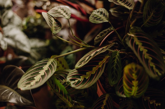 Foto collezione di piante in piccoli millennial affitto appartamento marantha tricolore maranta