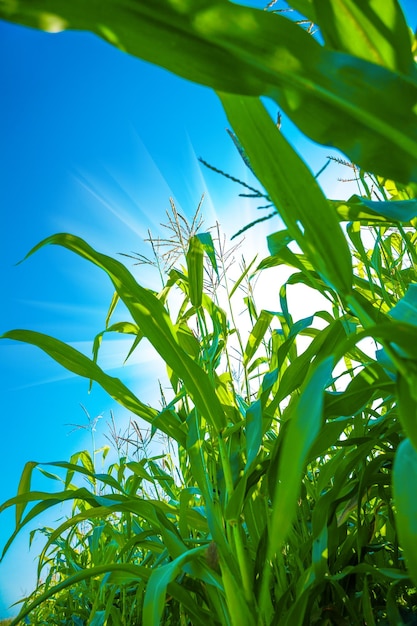 Plants of corn close up