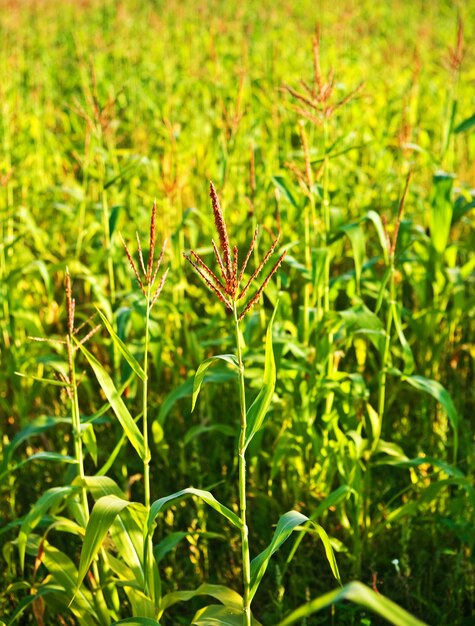 Plants of corn