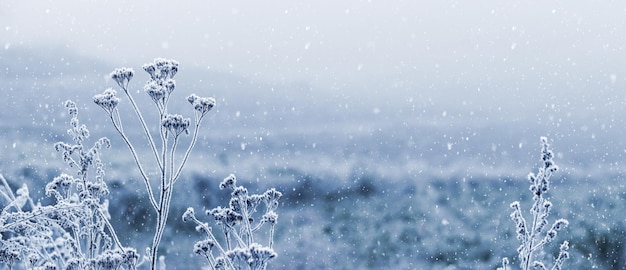 降雪時の冬の畑で雪と霜に覆われた植物