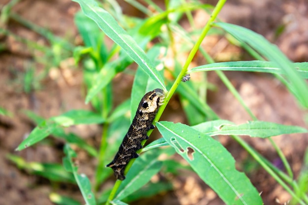 Plants damaged by caterpillarsCaterpillar on a green bush A caterpillar a larva that feeds on the leaves of a plant