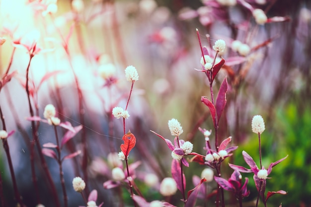 Plants of dandelions 