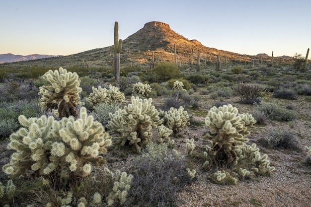 Piante nel deserto sotto il cielo sereno