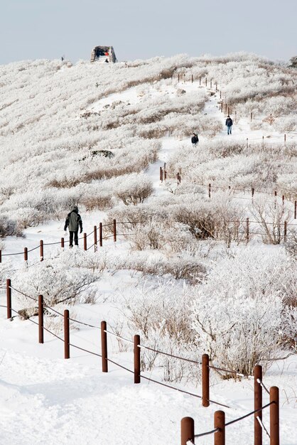 Foto piante e recinzioni su una montagna coperta di neve durante l'inverno