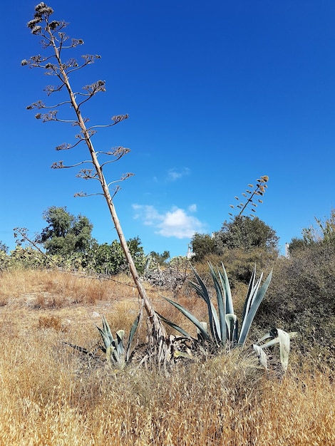 Foto piante sul campo contro un cielo blu limpido