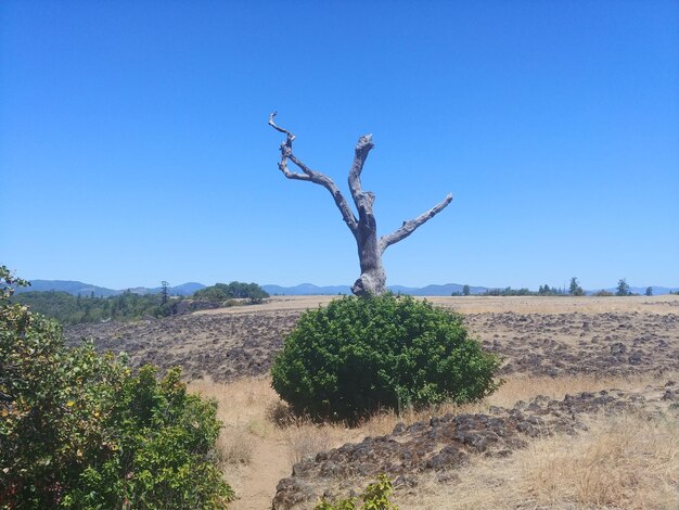 Foto piante sul campo contro un cielo blu limpido