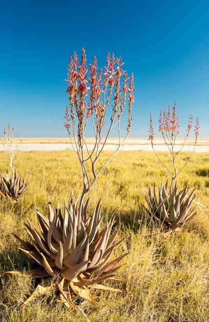 Plants on field against clear sky