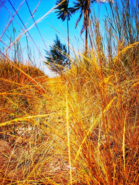 Plants on field against clear sky