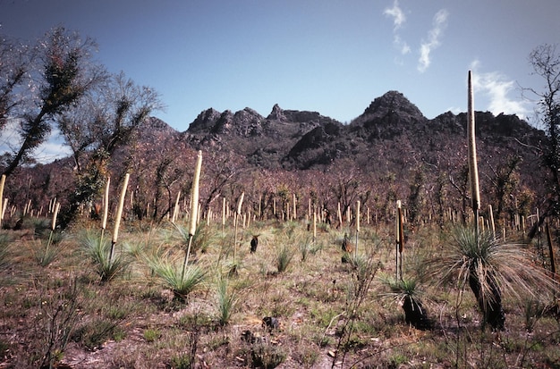 Plants on field against mountains