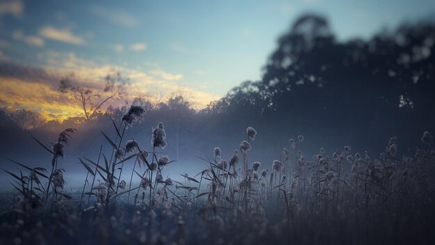 Plants on field against sky during sunset