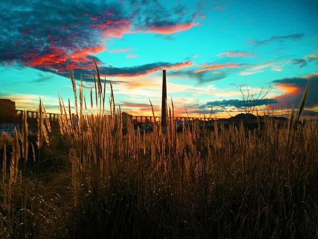 Plants on field against sky at sunset