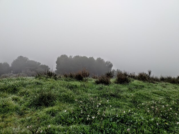 Foto piante sul campo contro il cielo