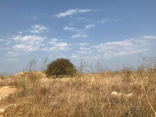 Plants on field against sky