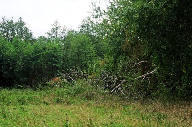 Plants on field in forest