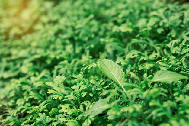 庭の床に植物。