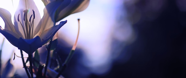 Photo plants and flowers macro detail of petals and leaves at sunset natural nature background