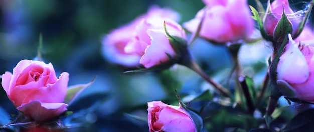 Plants and flowers macro Detail of petals and leaves at sunset Natural nature background