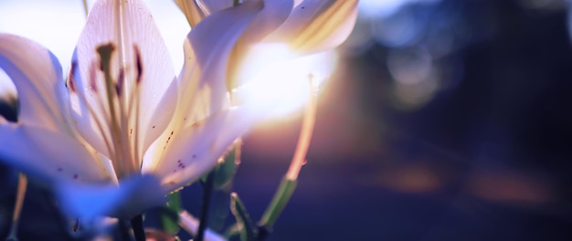 Plants and flowers macro Detail of petals and leaves at sunset Natural nature background