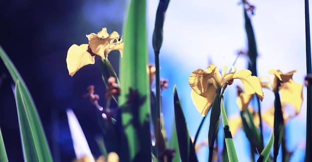 植物と花のマクロ日没時の花びらと葉の詳細自然自然の背景