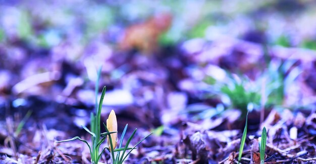 植物と花のマクロ日没時の花びらと葉の詳細自然自然の背景