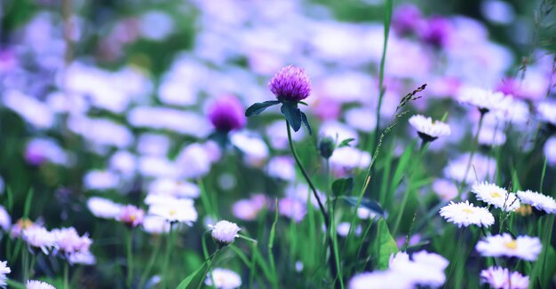 植物と花のマクロ日没時の花びらと葉の詳細自然自然の背景