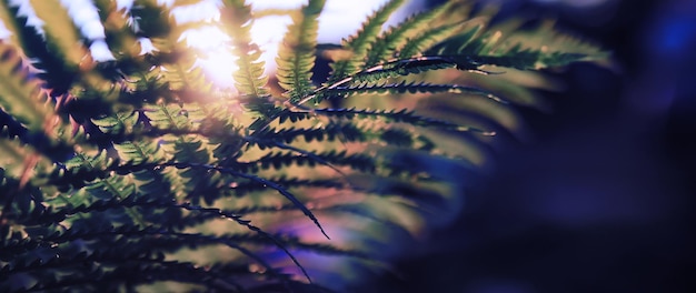 Photo plants and flowers macro detail of petals and leaves at sunset natural nature background