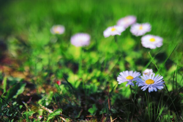 植物と花のマクロ日没時の花びらと葉の詳細自然自然の背景