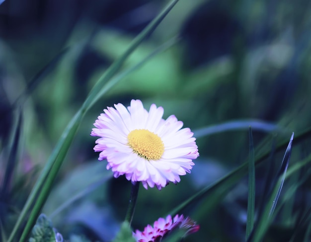 Plants and flowers macro Detail of petals and leaves at sunset Natural nature background