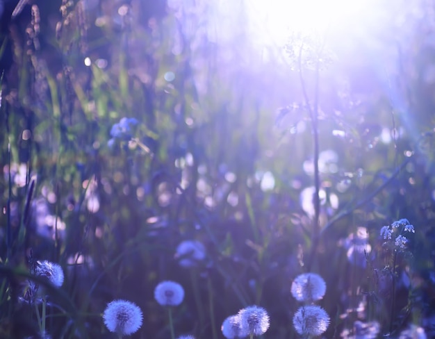 植物と花のマクロ日没時の花びらと葉の詳細自然自然の背景