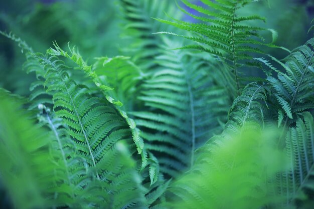 植物と花のマクロ日没時の花びらと葉の詳細自然自然の背景