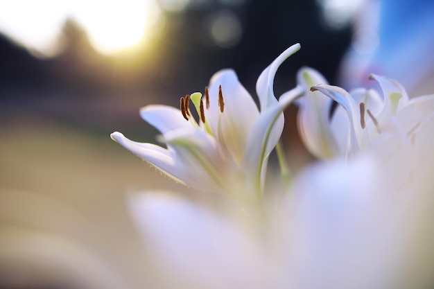 Plants and flowers macro Detail of petals and leaves at sunset Natural nature background