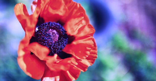 植物と花のマクロ日没時の花びらと葉の詳細自然自然の背景