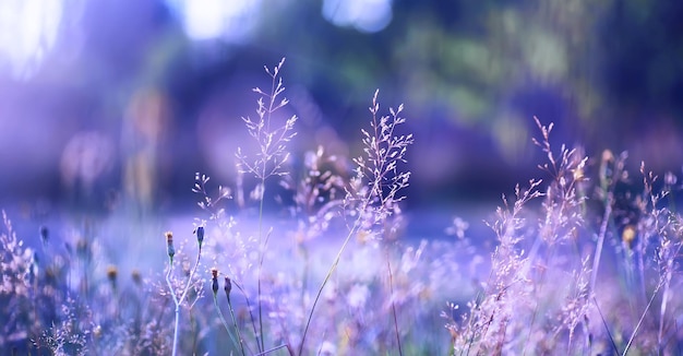 植物と花のマクロ日没時の花びらと葉の詳細自然自然の背景