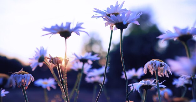 Plants and flowers macro Detail of petals and leaves at sunset Natural nature background