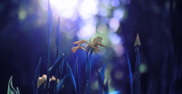 植物と花のマクロ日没時の花びらと葉の詳細自然自然の背景