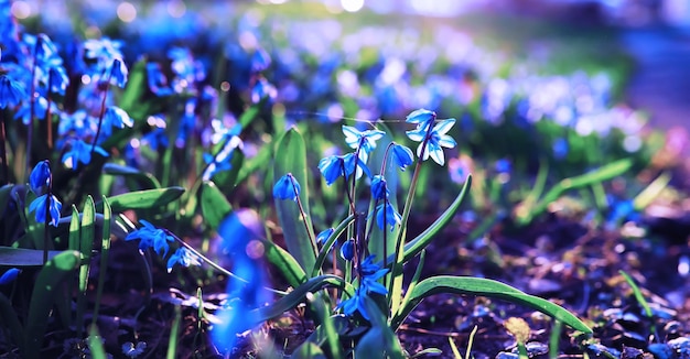 植物と花のマクロ日没時の花びらと葉の詳細自然自然の背景