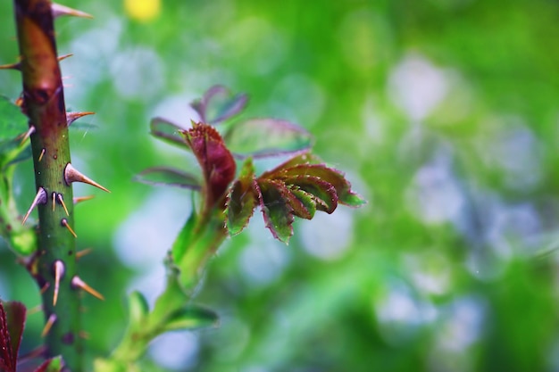 Plants and flowers macro Detail of petals and leaves at sunset Natural nature background