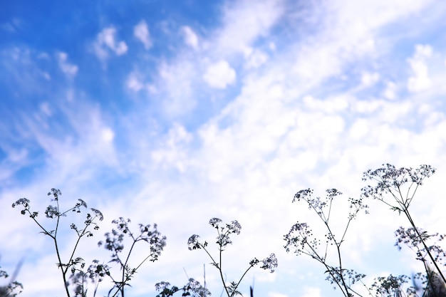 植物と花のマクロ日没時の花びらと葉の詳細自然自然の背景