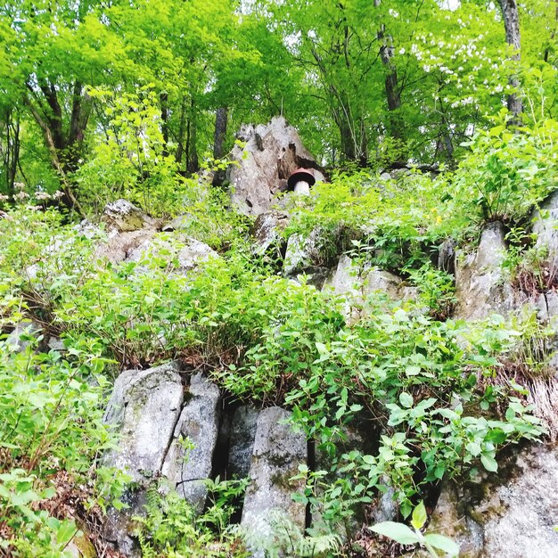 Plants in a forest