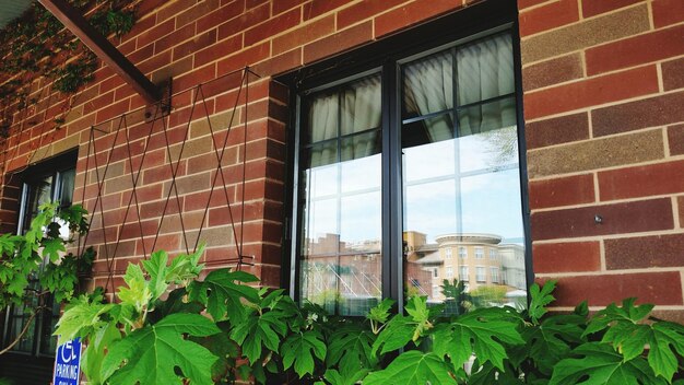 Plants in front of house