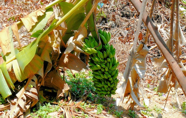 Plants and fruits of tropical flora a large bunch of bananas