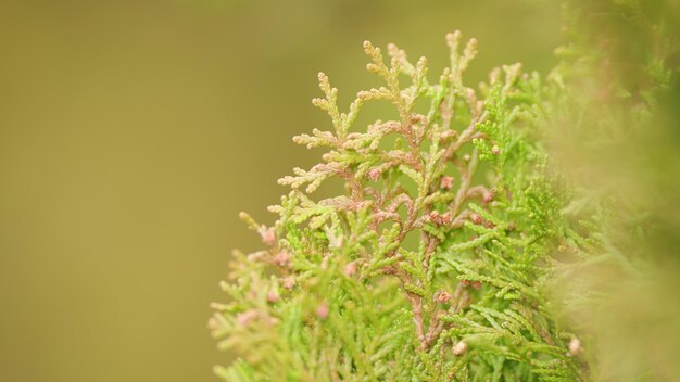 Plants for the garden and park thuja is genus of coniferous tree